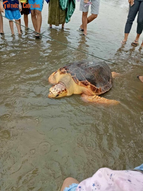 Ngu dan Quang Tri bat duoc rua vang quy hiem nang 50kg-Hinh-4